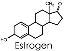 Човешкият хормон естроген