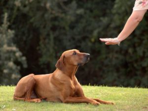 Компетентен и независим обучение куче у дома