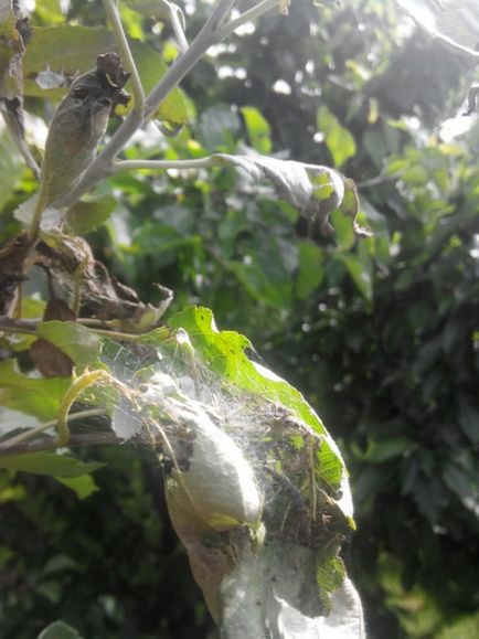 Caterpillar на ябълково дърво в интернет - имаше ябълков плодов червей