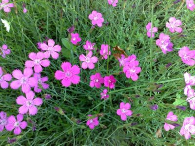 Dianthus deltoides засаждане и грижи, расте от семена