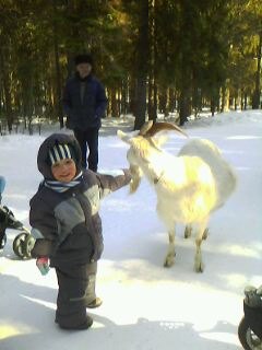 Рогати коза е за малки деца - mylittles - моята малка