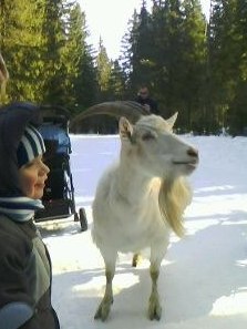 Рогати коза е за малки деца - mylittles - моята малка