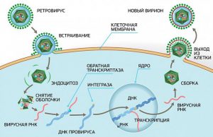 Инкубационният период на вируса - латентния период на заболяването
