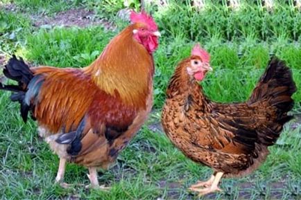 Интересни факти за пилета, ти не знаеш