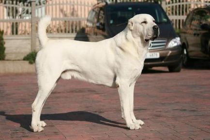 Какво е най-силното куче в света и най-добрите 10 породи, по-развита физически