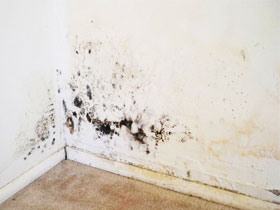 Как да се справим с мухъл и плесен по стените на апартамента, средства за премахване на мухъл