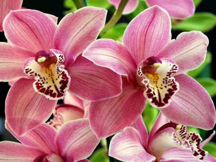 Колко често да поливам орхидеите у дома - метод за поливане и грижи