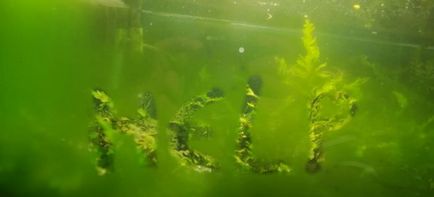 Как да се почисти аквариум от зелен плака у дома