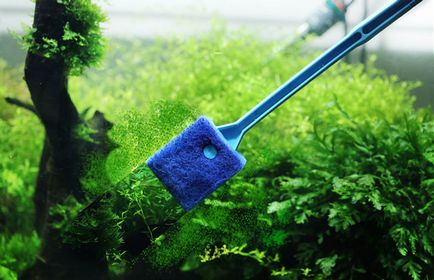 Как да се почисти аквариум от зелен плака у дома