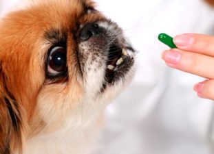 Как да се даде на кучето таблет от червеи