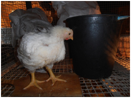 Как и какво да се хранят пилета у дома