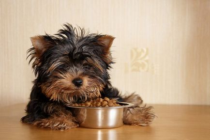 Как и какво да се хранят здравословно хранене правила кученцето Йорк