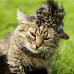 Какво породи котки най-злите - всичко за котки и котки с любов