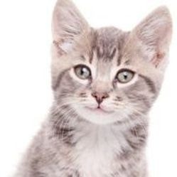 Какво породи котки на най-злите - всичко за котки и котки с любов