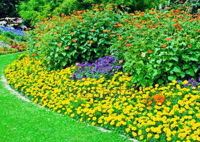 Какви цветя да се засадят в страната и в градината от топ 5 опциите