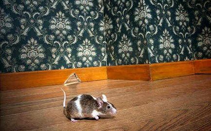 Как да се отървем от мишки в апартамент завинаги