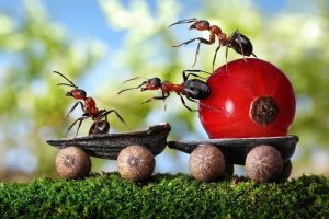 Как да се отървем от мравки в страната, 100 идеи!