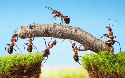 Как да се отървем от мравки в страната, 100 идеи!