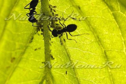 Как да се отървем от мравки в зеленчукова градина