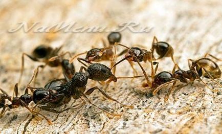 Как да се отървем от мравки в зеленчукова градина
