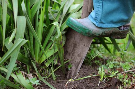 Как да се отървем от пирей в градината, без химикали