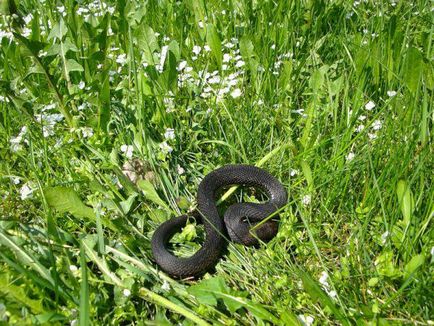 Как да се отървем от змии в лятната си вила като изплаши