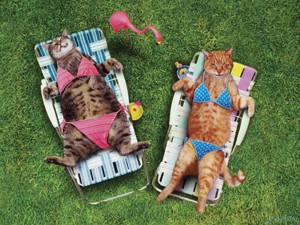 Котки за слънчеви бани