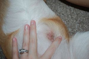 Как се лекува тения при кучета за търсене и лечение
