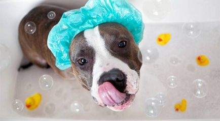 Как да се измие кучето си по-добре, колко често