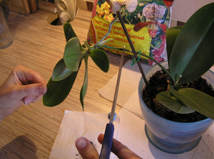 Как може да се размножават орхидеи в отдела за дома корен, използване на изрезки и други