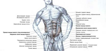 Как да се изгради косите коремни мускули у нас момиче и мъж
