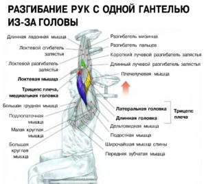 Как да се изгради трицепс у дома гири и лицеви опори, програма за обучение, видео, както