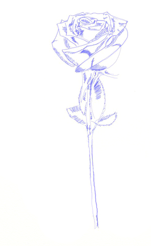 Как да се направи една роза, рисунка с молив нарасна постепенно