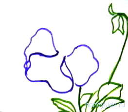 Как да нарисувате цвете теменуги