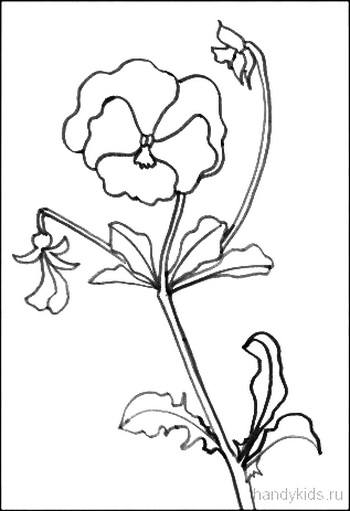 Как да нарисувате цвете теменуги