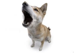 Как да се научи кучето си на командата - гласът