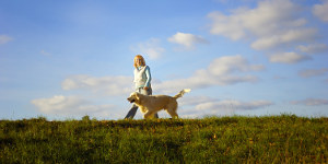 Как да се научи кучето си да върви редом с възрастните животни кучета