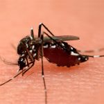 Как са големи често срещаните видове комари