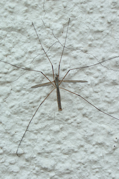 Как са големи (огромни) комари, независимо дали те са опасни