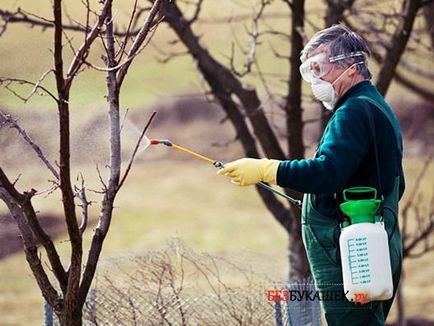 Как да се справят с ябълково дърво от вредители през пролетта и есента пръскане тайни