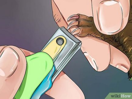 Как да се намали ноктите морско свинче