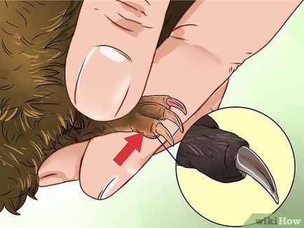 Как да се намали ноктите морско свинче