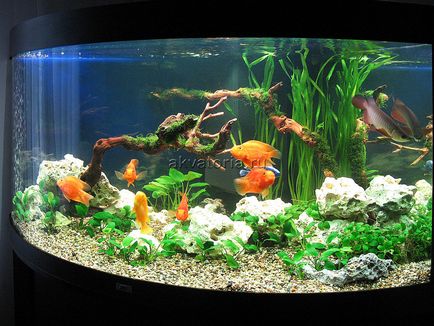 Как да оборудваме домашен аквариум