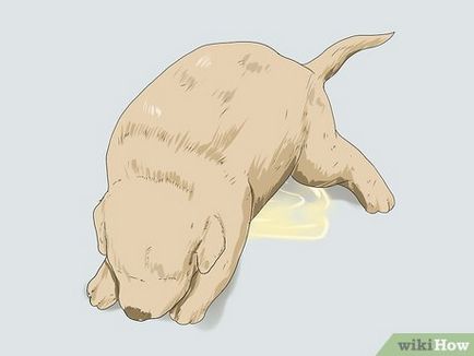 Как да се определи пола на кученцето