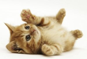 Как да отвикне котка хвърляне на ръцете си, нашите котки и кучета