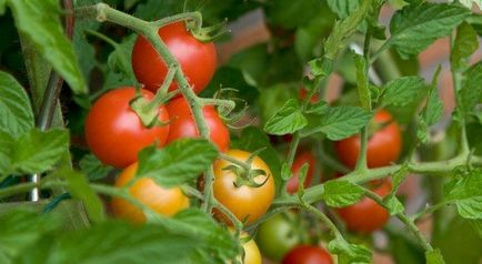 Което витамин се намира в домати, състав и полезни свойства на домати