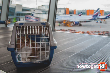 Как да се транспортира котка в влак или самолет
