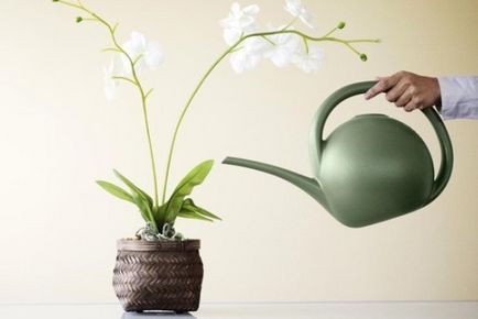 Как да поливам орхидеи правилно, всичко за поливане на цветя
