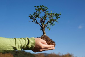 Как да се засадят дървета на лятната си къща