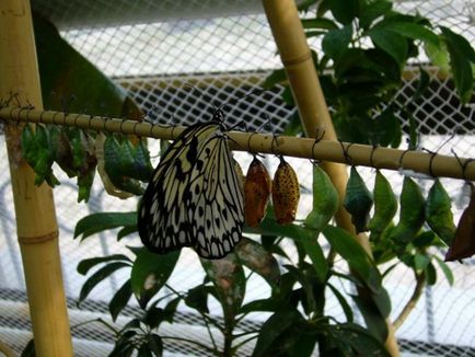 Как да хванеш пеперуда